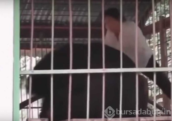 Kafese giren adam ayıya yem oldu!
