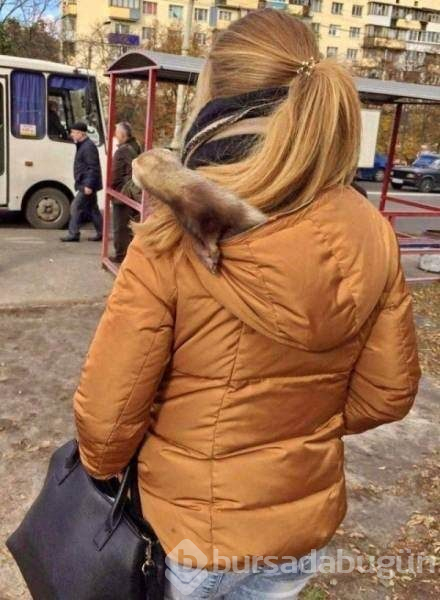 Dünyanın en komik hayvanları
