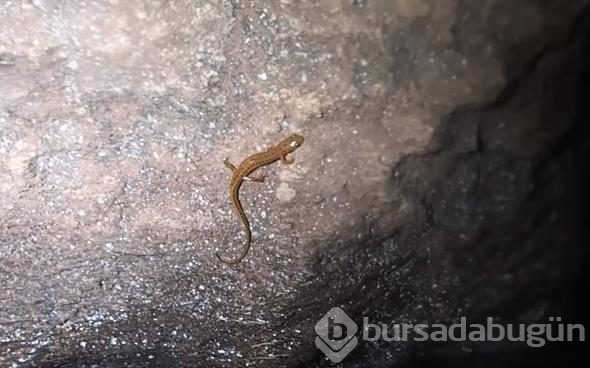 Kaşifin yeni keşfi şaşırttı!