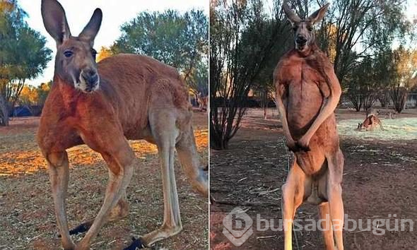 Kaslı kanguru Roger'dan acı haber!
