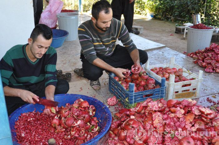 Salataların olmazsa olmazı nar ekşisinin nasıl yapıldığını biliyor musunuz?
