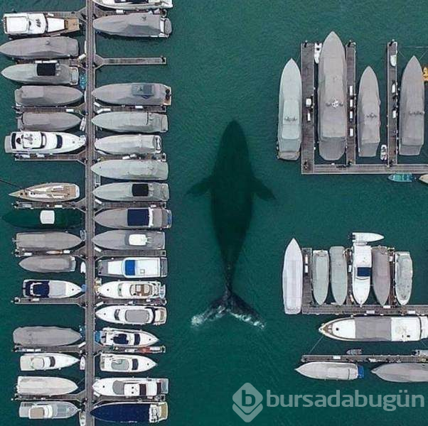 Bu kareleri anlatmaya kelimeler yetmez!
