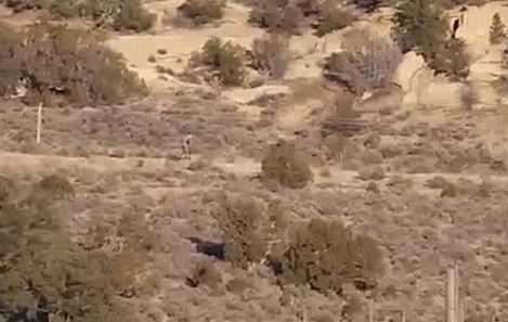 Bilim dünyasını şaşırtan gizemli yaratıkların sırrı ne?
