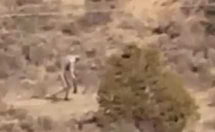 Bilim dünyasını şaşırtan gizemli yaratıkların sırrı ne?
