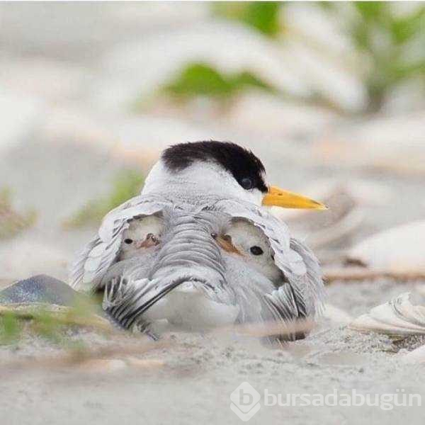 Günün en çok paylaşılan fotoğrafları (13.12.2018)