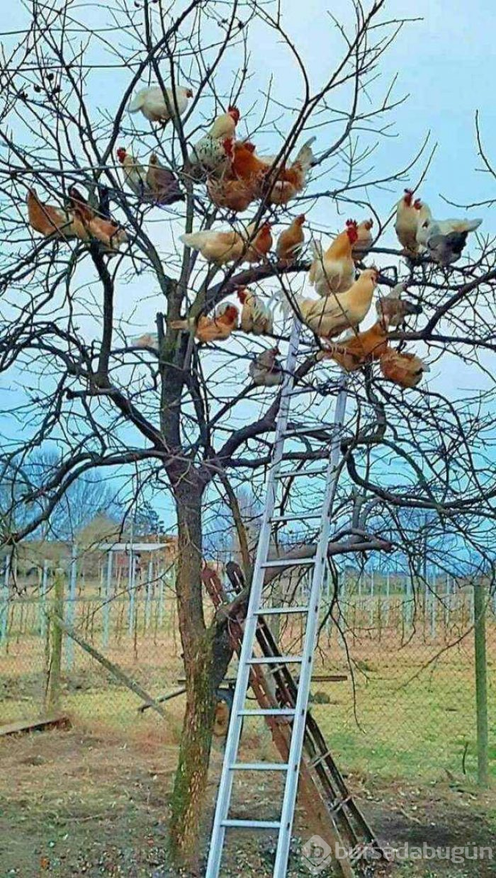 Günün en çok paylaşılan fotoğrafları (13.12.2018)