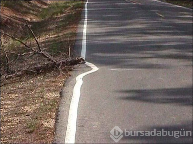Dünyanın en 'profesyonel' üşengeçleri...
