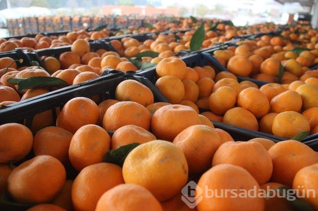 Mandalina yeni hücrelerin oluşumunu destekliyor!
