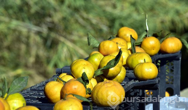 Mandalina yeni hücrelerin oluşumunu destekliyor!
