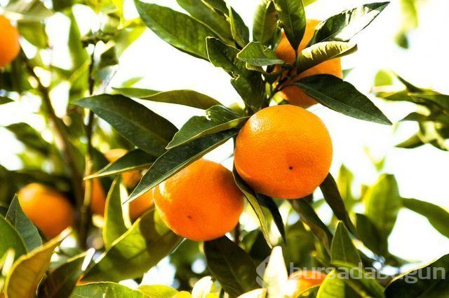 Mandalina yeni hücrelerin oluşumunu destekliyor!
