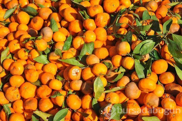 Mandalina yeni hücrelerin oluşumunu destekliyor!
