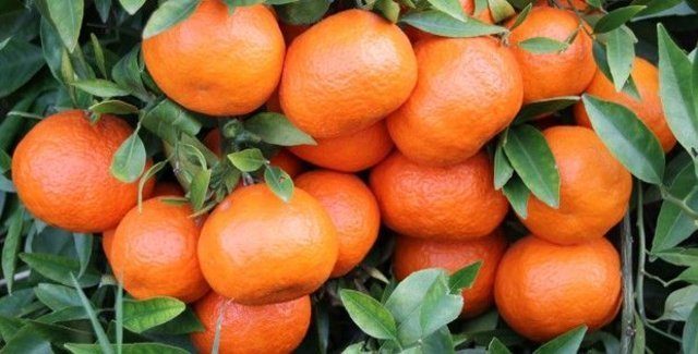 Mandalina yeni hücrelerin oluşumunu destekliyor!
