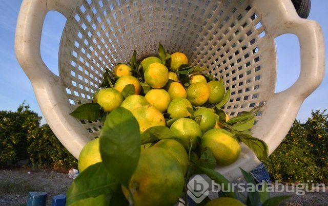 Mandalina yeni hücrelerin oluşumunu destekliyor!
