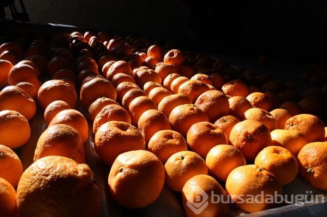 Mandalina yeni hücrelerin oluşumunu destekliyor!
