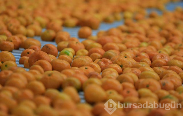 Mandalina yeni hücrelerin oluşumunu destekliyor!
