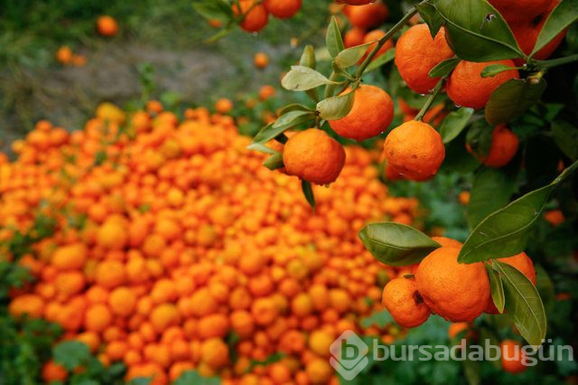 Mandalina yeni hücrelerin oluşumunu destekliyor!
