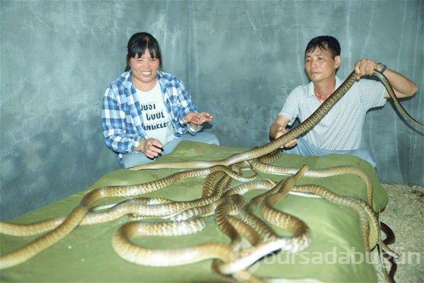 Evde yılan besliyorlar
