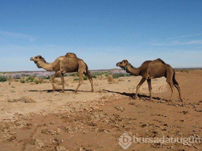 Mars nasıl kokar? (Çok az kişi tarafından bilinen ilginç bilgiler)