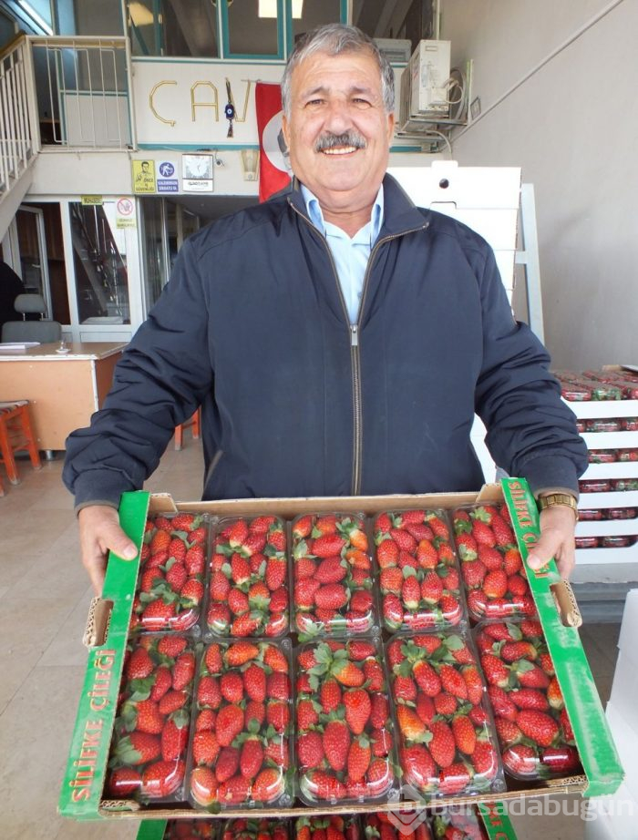 Mersin'de örtü altında çilek hasadı başladı
