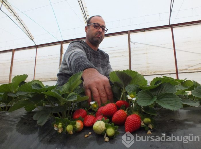 Mersin'de örtü altında çilek hasadı başladı