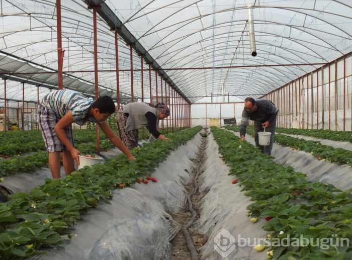 Mersin'de örtü altında çilek hasadı başladı