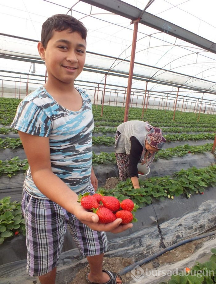 Mersin'de örtü altında çilek hasadı başladı