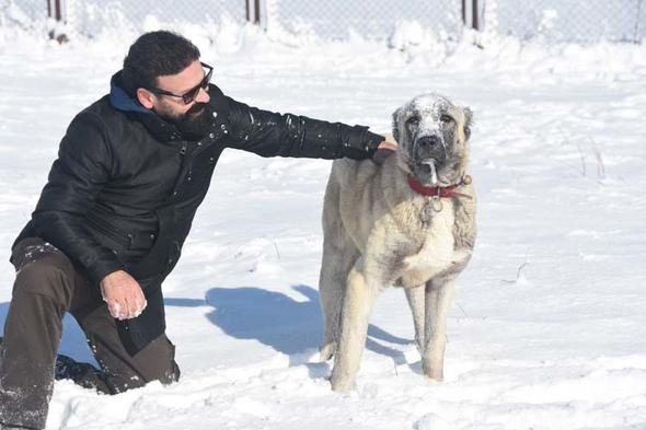 Yazın ölüyor kışın yeniden doğuyor
