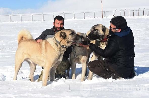Yazın ölüyor kışın yeniden doğuyor
