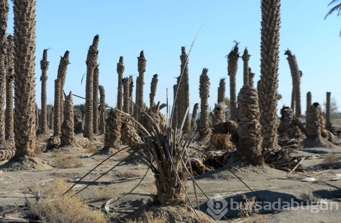 İran'da kuraklık hurma bahçelerini de vurdu
