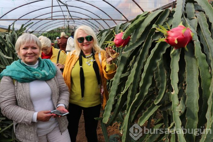 Pitaya bahçesi servet kazandırıyor
