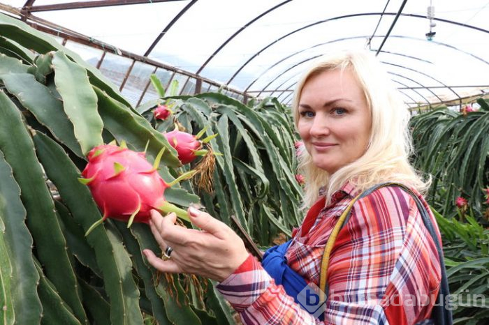 Pitaya bahçesi servet kazandırıyor
