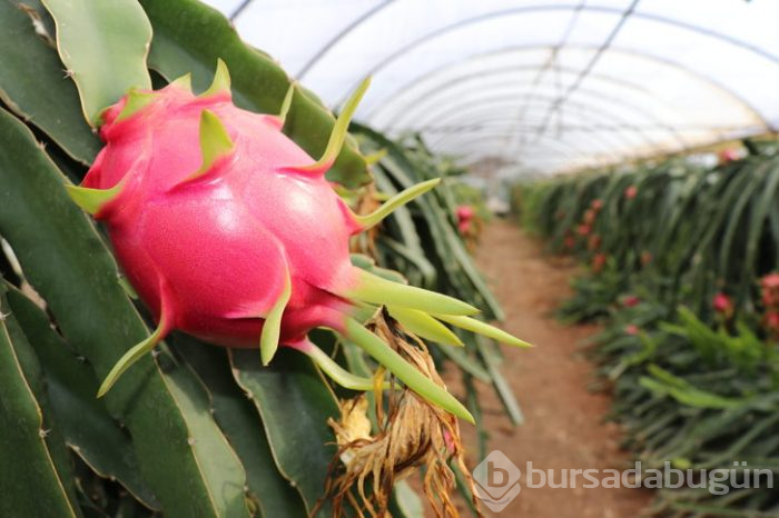 Pitaya bahçesi servet kazandırıyor
