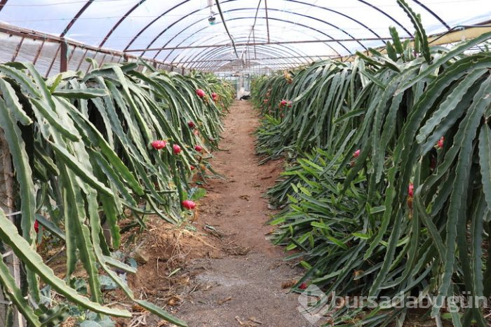 Pitaya bahçesi servet kazandırıyor
