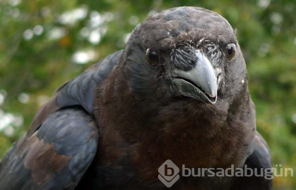 Bilim adamlarının kargalarla ilgili çözemediği sır
