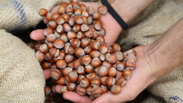 Yılın kuru yemiş istatistikleri belli oldu: Türkiye şaşırtmadı
