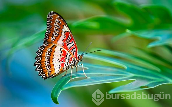 Doğru bildiğimiz yanlışlar! Okuyunca çok şaşıracaksınız
