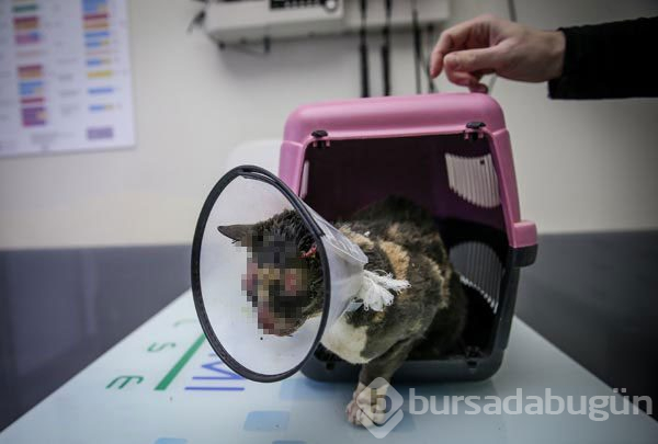Vahşet! Bu halde buldu
