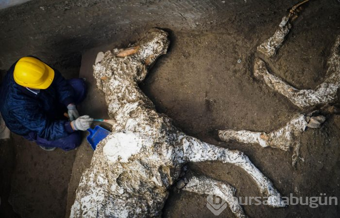 Pompeii'de taşlaşmış at bulundu
