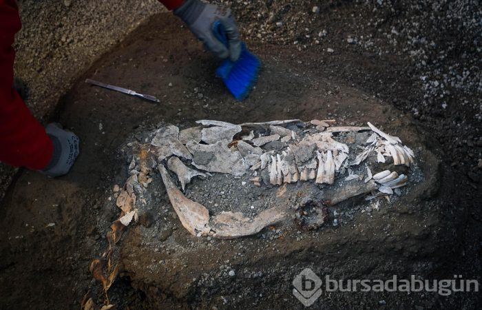 Pompeii'de taşlaşmış at bulundu

