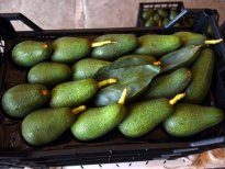 Günde 1 avokado yiyene 300 dolar!
