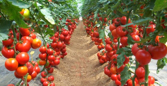  Market alışverişi yapmadan önce mutlaka bilinmesi gereken küçük ama etkisi büyük öneriler
