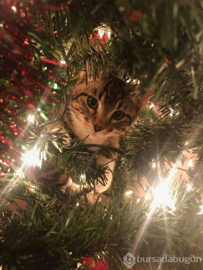 Günün en çok paylaşılan fotoğrafları (26.12.2018)