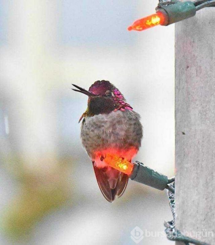 Günün en çok paylaşılan fotoğrafları (26.12.2018)