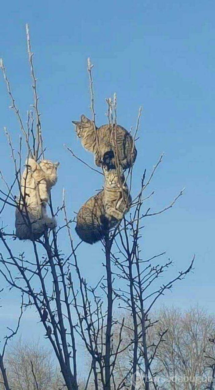 Günün en çok paylaşılan fotoğrafları (26.12.2018)