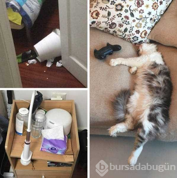 Evcil hayvanların en komik halleri
