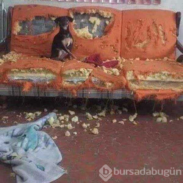 Evcil hayvanların en komik halleri
