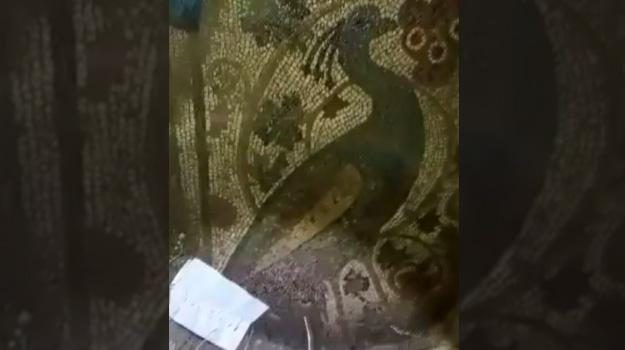 Definecilerin açtığı çukurdan 1800 yıllık tavus kusu mozaiği çıktı
