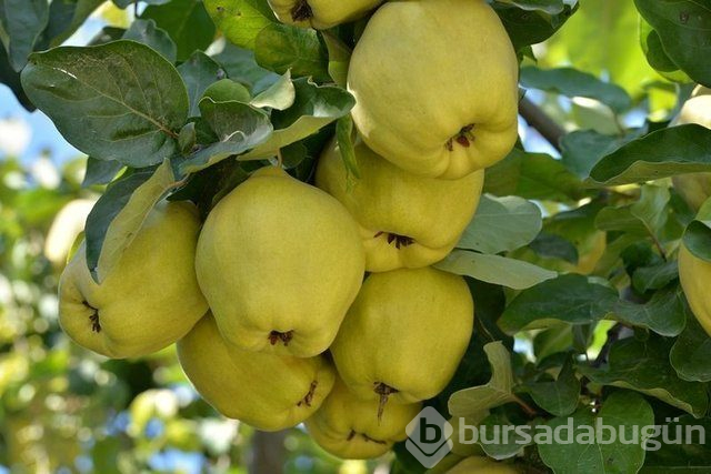 Ayvanın faydaları nelerdir?
