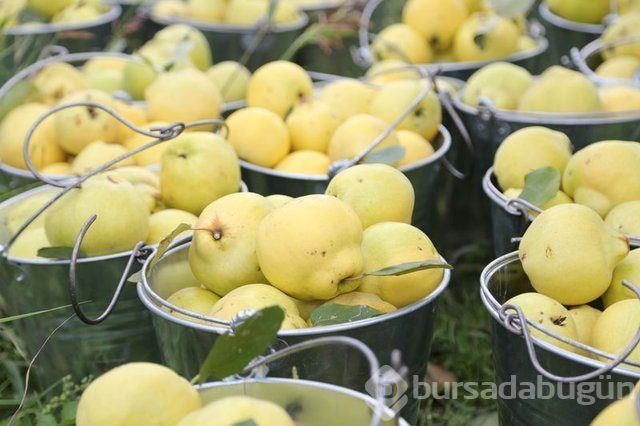 Ayvanın faydaları nelerdir?
