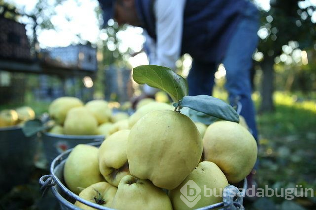 Ayvanın faydaları nelerdir?
